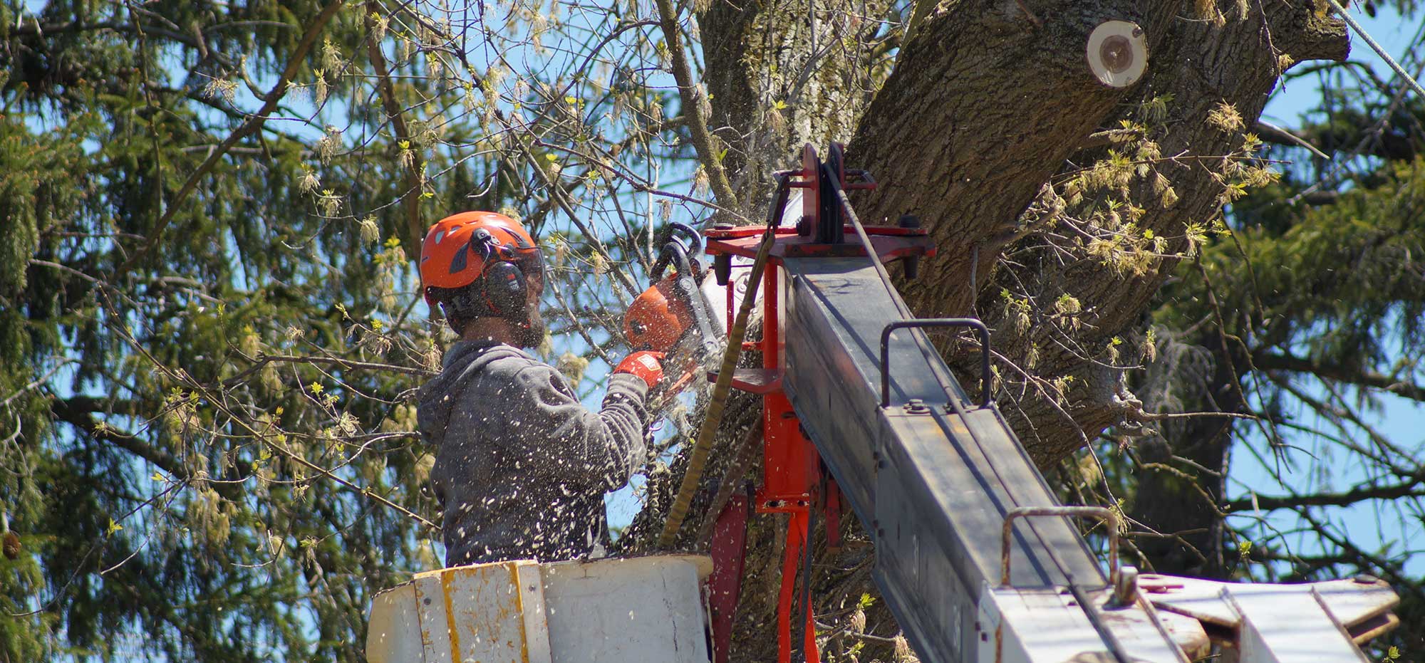 Large tree removal